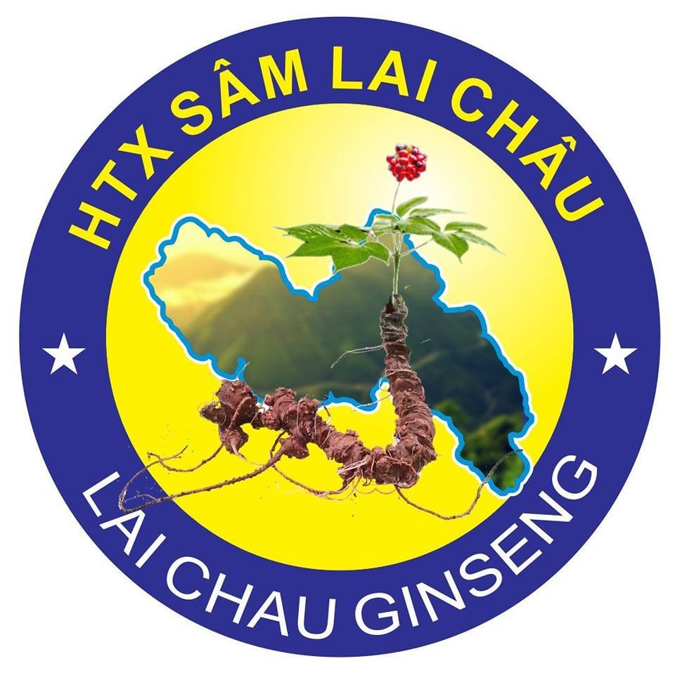 HTX Sâm Lai Châu
